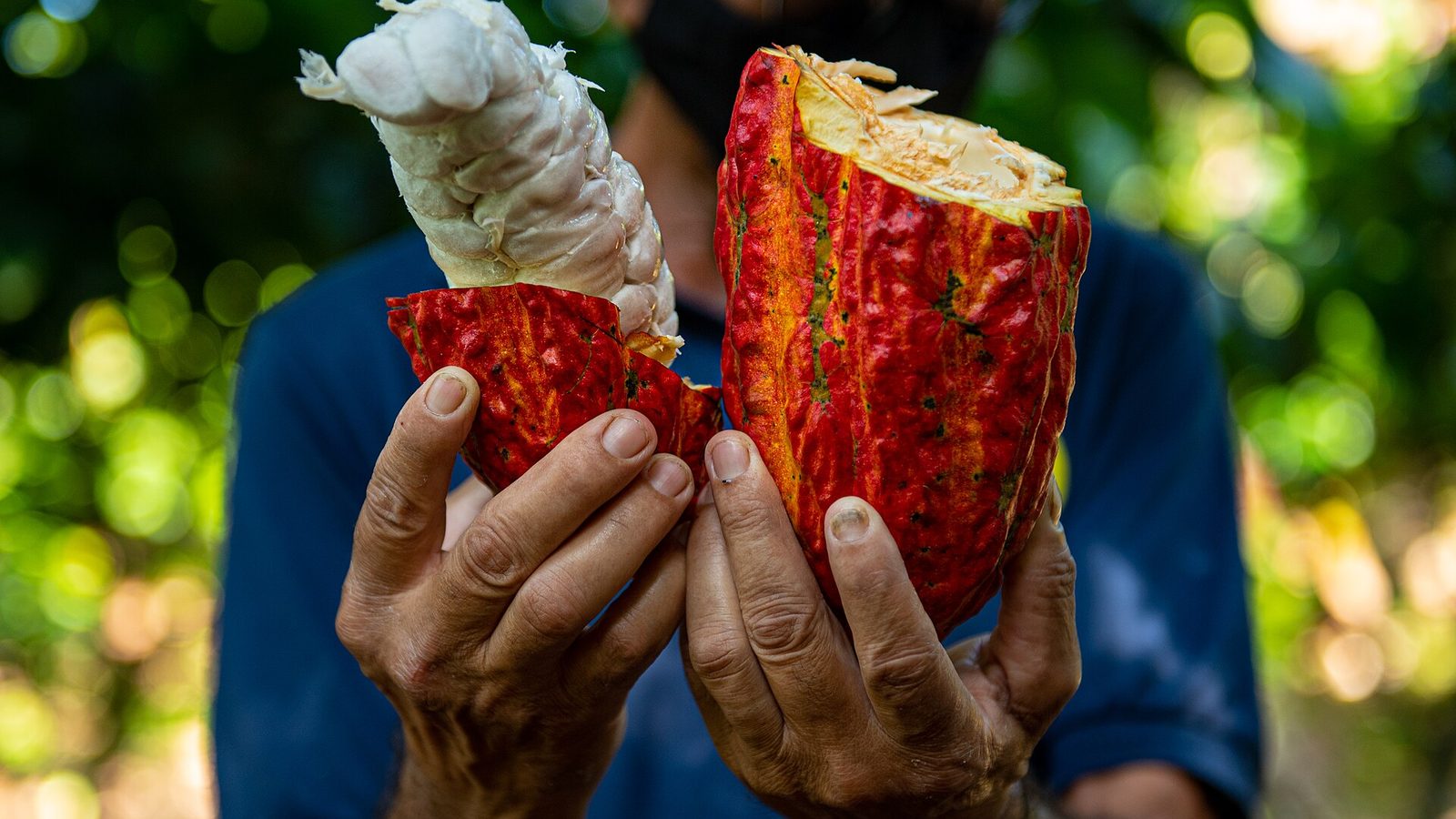 Mãos segurando um fruto de cacau aberto no sul da Bahia